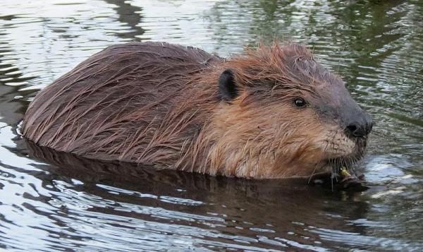Quel est mon animal totem - Castor : animal de pouvoir