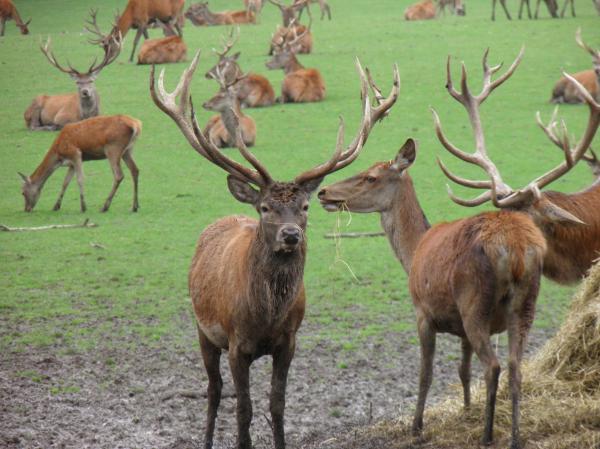 Quel est mon animal totem - Cerf : animal de pouvoir
