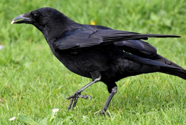 Quel est mon animal totem - Corbeau : animal intérieur