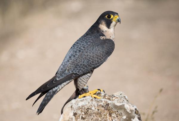 Quel est mon animal totem - Faucon : animal de pouvoir