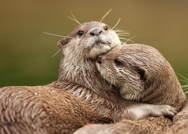 Quel est mon animal totem - La loutre : animal de pouvoir