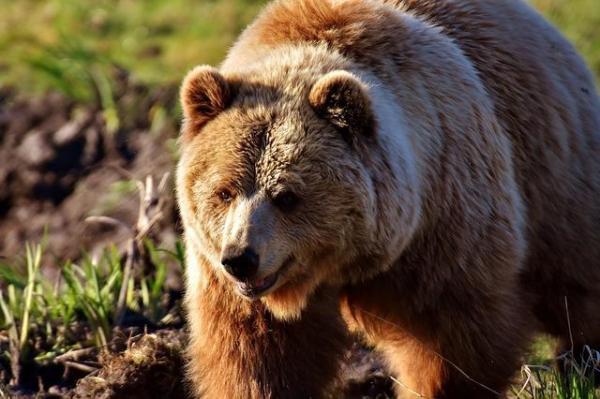 Quel est mon animal totem - Ours : animal spirituel