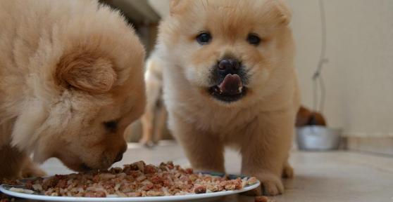 Que faire si mon chien ne mâche pas la nourriture