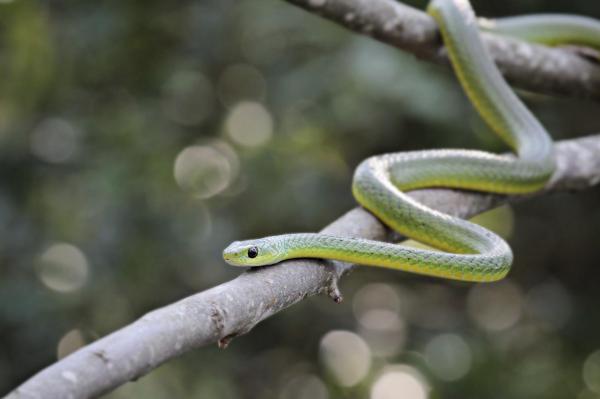 Quel est mon animal totem - Serpent : animal de pouvoir