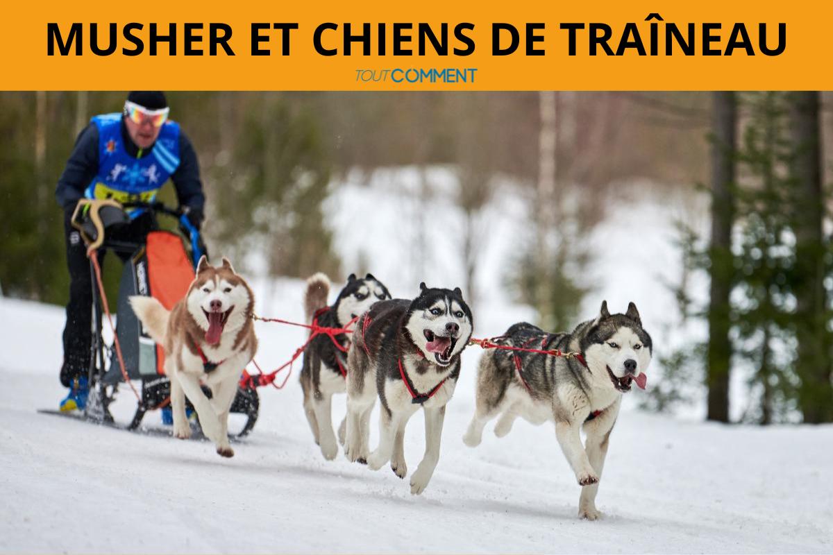 Musher et chiens de traîneau