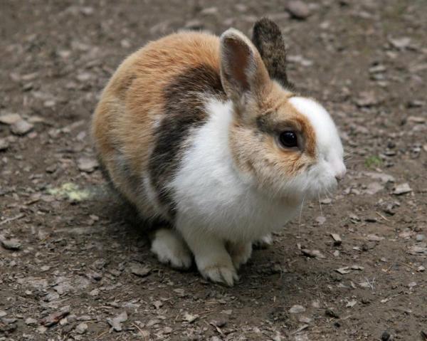 Comment savoir si mon lapin a de la fièvre
