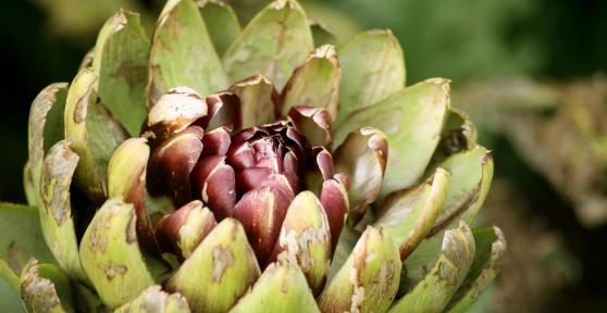 Les aliments qui aident à perdre du ventre