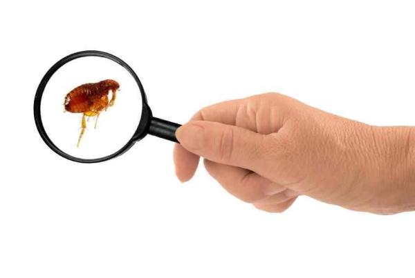 Pourquoi ma maison est envahie de puces - Étape 1