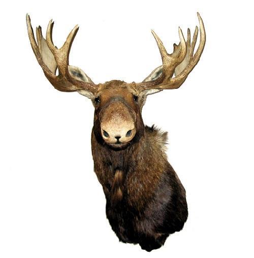 Comment empailler un animal