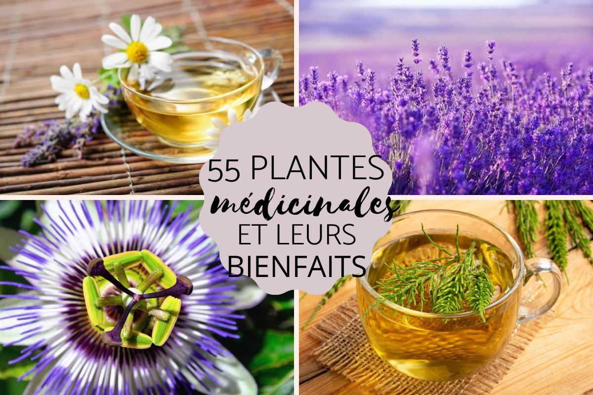 Liste des plantes médicinales et leurs bienfaits