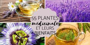 Liste des plantes médicinales et leurs bienfaits
