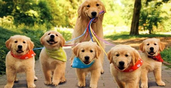 Quand séparer un chiot de sa mère