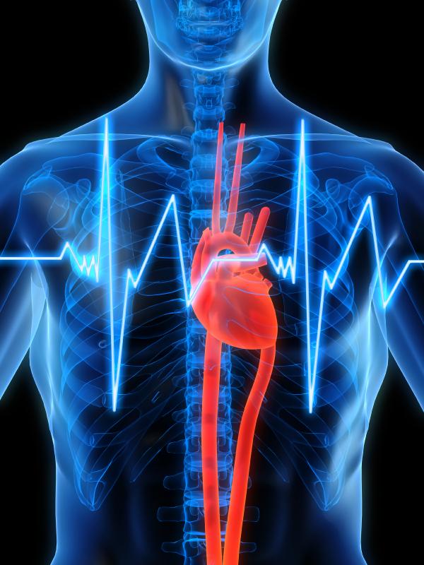 Comment réduire les adipocytes - Les solutions - Le cardio-training