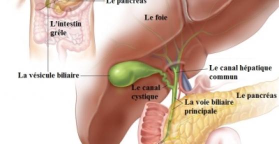 Quelle est la fonction de la vésicule biliaire