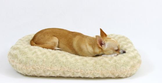 Comment nettoyer le panier du chien