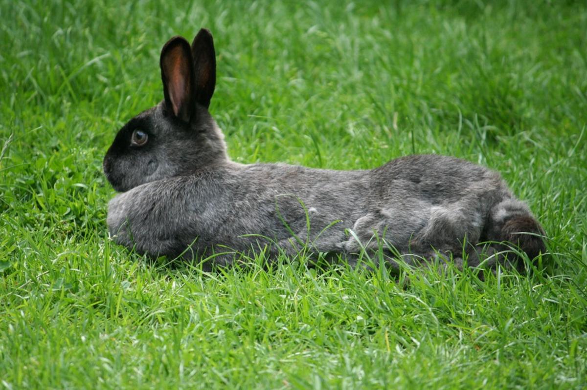 Rêver de lapin - Signification des rêves