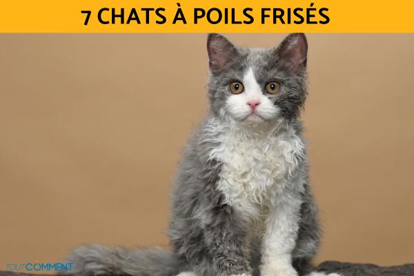 Chats à poils frisés