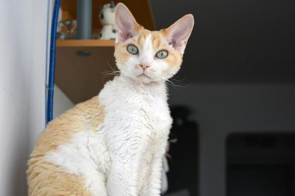Chats à poils frisés - Devon rex