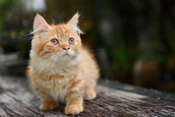 Chats à poils frisés - Skookum