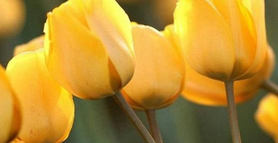 Quelle est la signification des tulipes jaunes