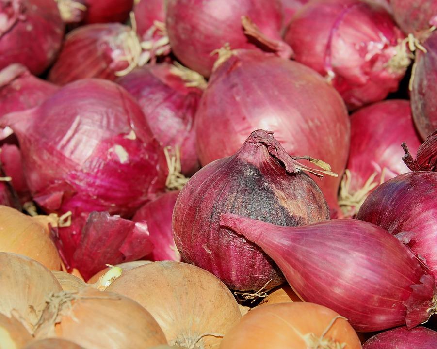 Comment conserver les oignons ? Conservation des oignons — free download
