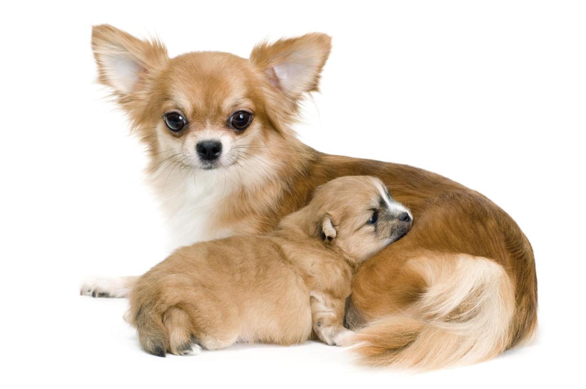 Combien de chiots peut avoir un chihuahua