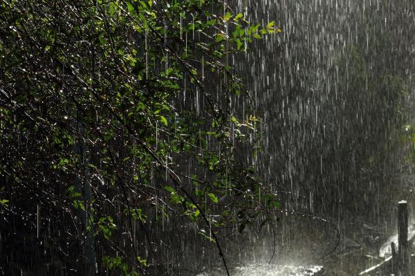 Odeur de la pluie ou pétrichor : définition et pourquoi on aime tant ça - D'où vient l'odeur de la pluie ?