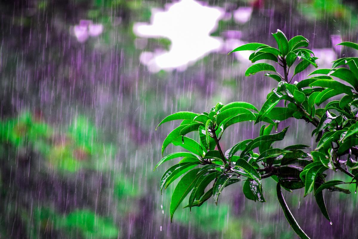 Odeur de la pluie ou pétrichor : définition et pourquoi on aime tant ça