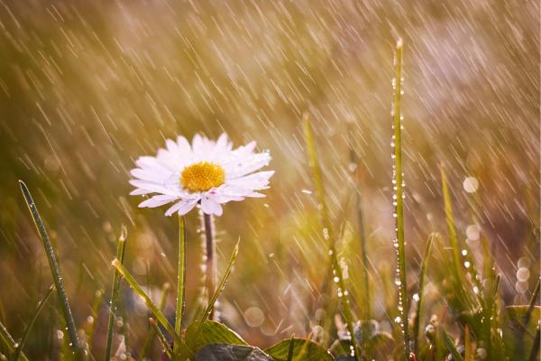Odeur de la pluie ou pétrichor : définition et pourquoi on aime tant ça - Qu'est-ce que le pétrichor ou l'odeur de la pluie
