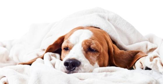 Que peut manger un chien qui souffre de gastro-entérite