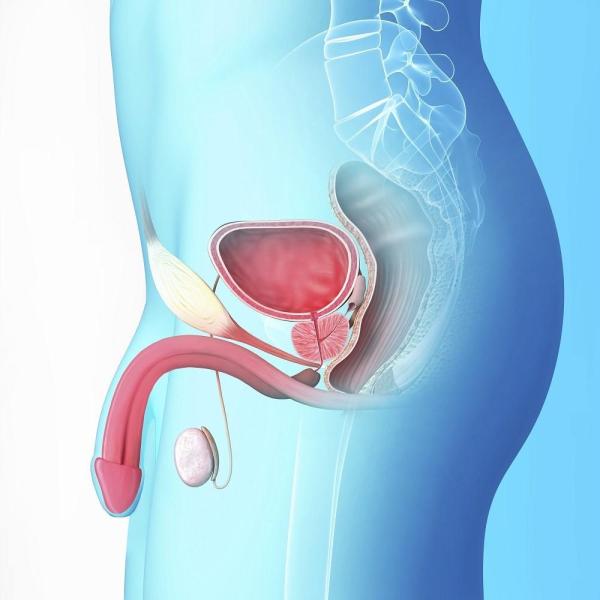 Comment désenflammer la prostate