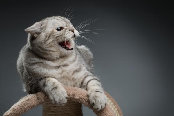 Comment rassurer un chat stressé