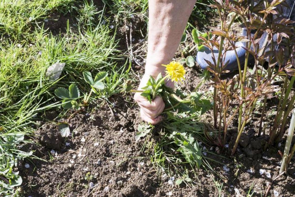 Comment éliminer les mauvaises herbes ?