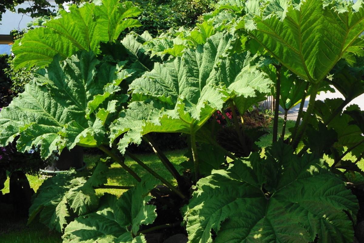 Plantes vertes à grandes feuilles